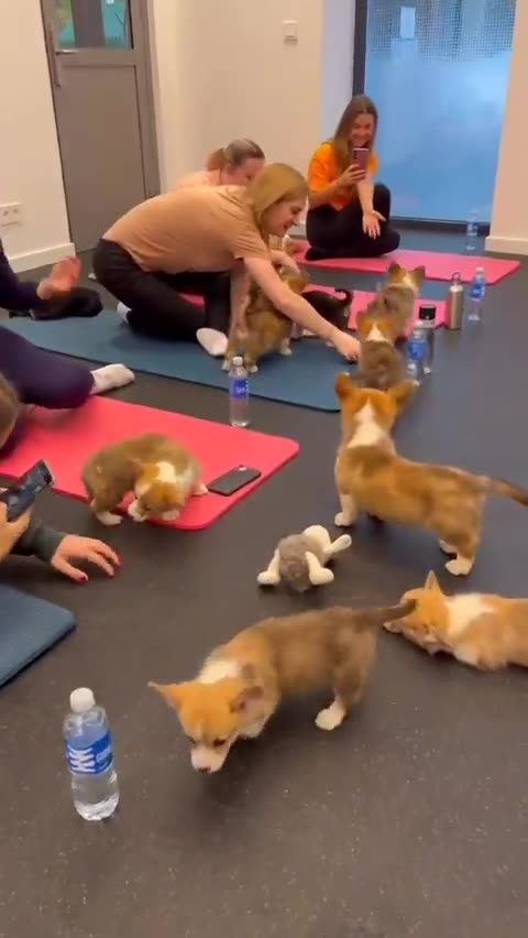 Fitness with puppies! 🥰🤗