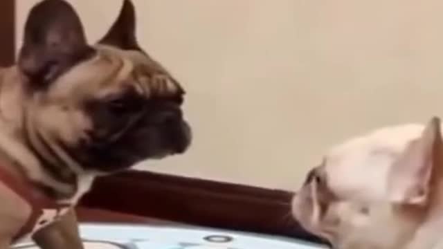 BEST FUNNY PET VIDEOS #1