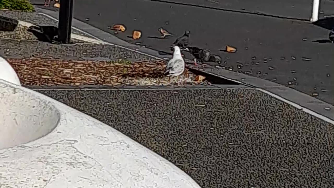 birds having breakfast
