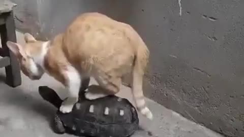 Cat riding on turtle first time spotted