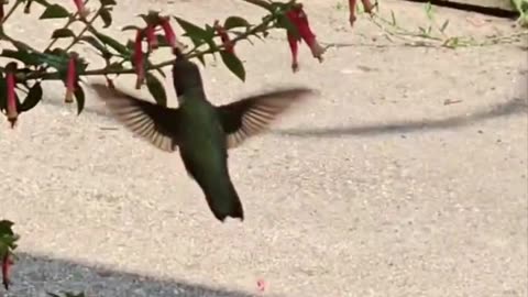 Hummingbird