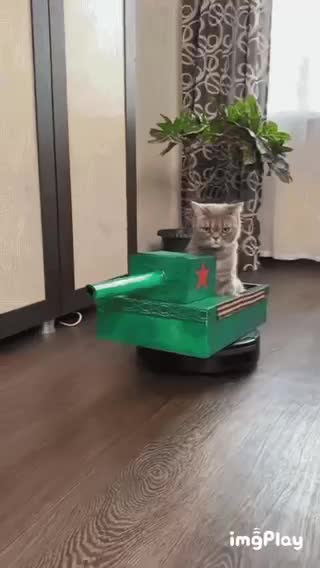 Cute Cat Tank Gif! 🥰💗🐈