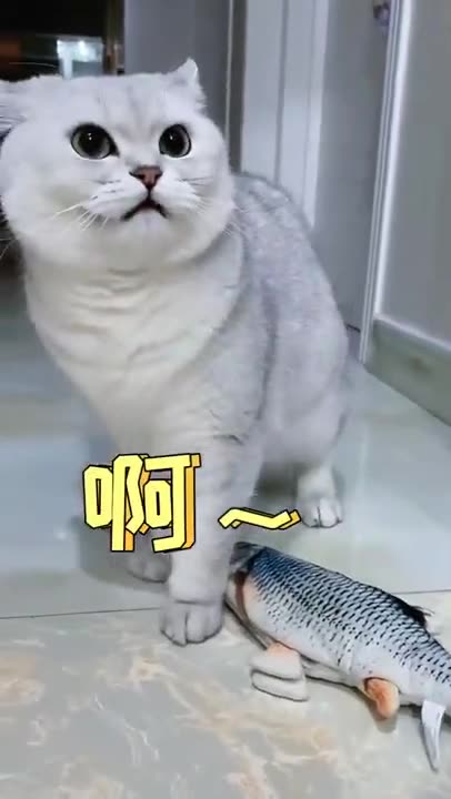 Cats play with fish , Cat and fish