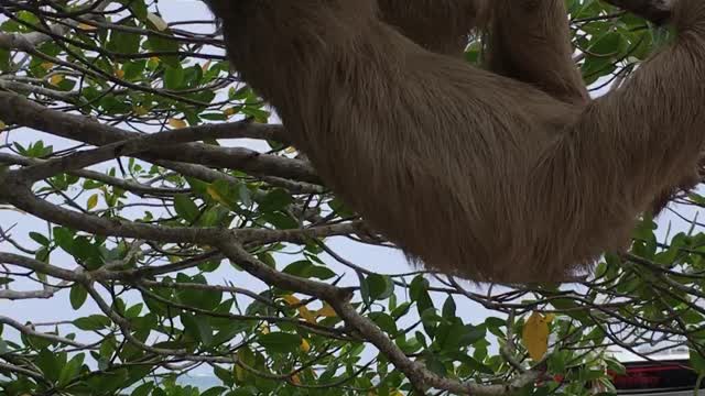 Sloth With An Itch