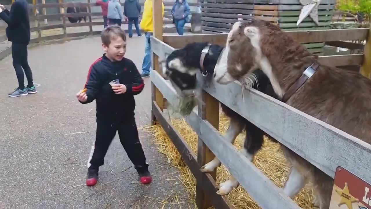 Children go to the zoo and interact with the animals