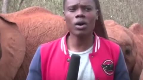 ADORABLE: Baby Elephant Interrupts News Broadcast In The Cutest Way Possible