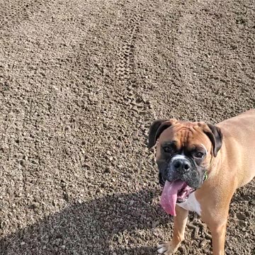 Boxer dogs, Harvey and Clyde