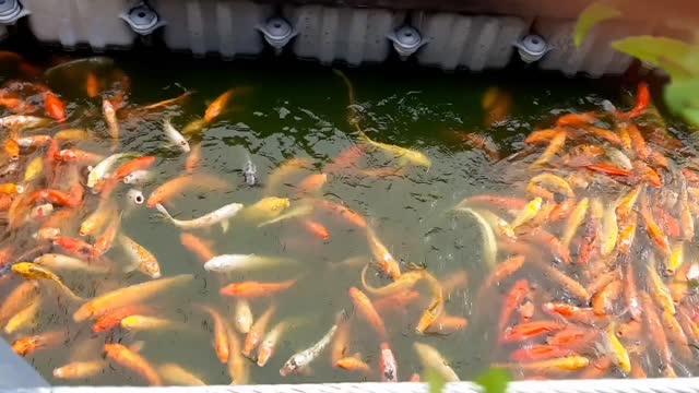 See what amazing koi fish. Koi fish eating scene