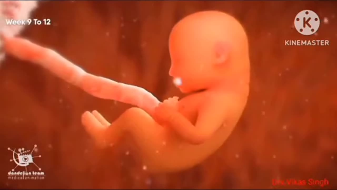 # Fertility ,from Day 1st to 9 Months