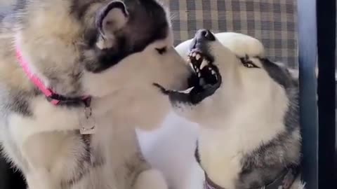 Two dogs playing super cute