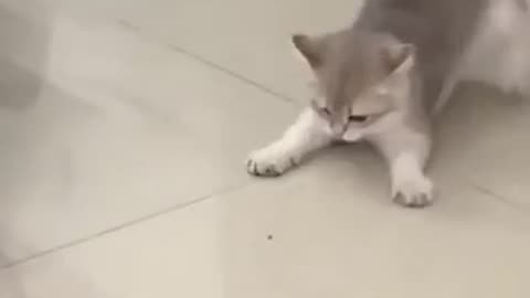 Funniest cat