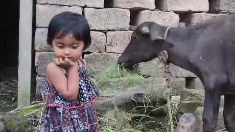 Baby Buffalo