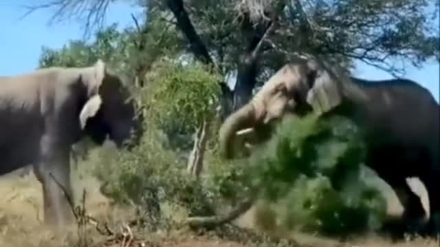 Elephant fight (wildlife)