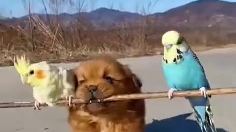 Cute funny puppies with bird on a beach