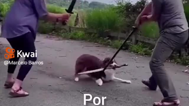 Cachorro Lutando Espadas