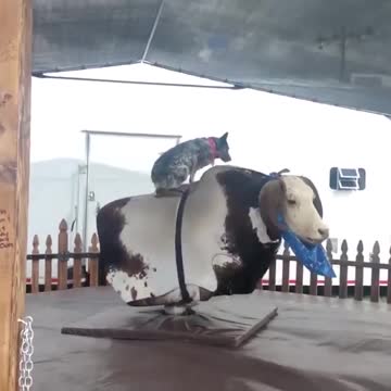 Cowdog rocks the cow!