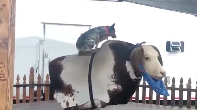 Cowdog rocks the cow!