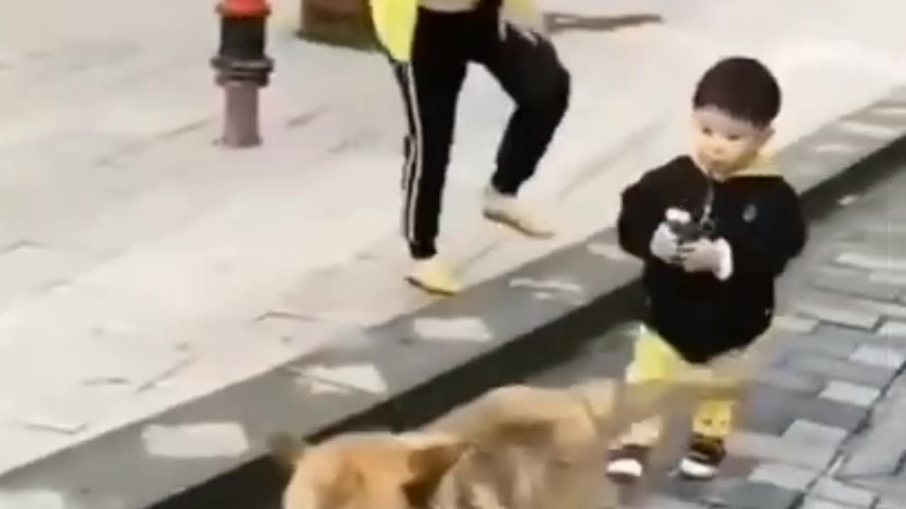 Funny dog dance video