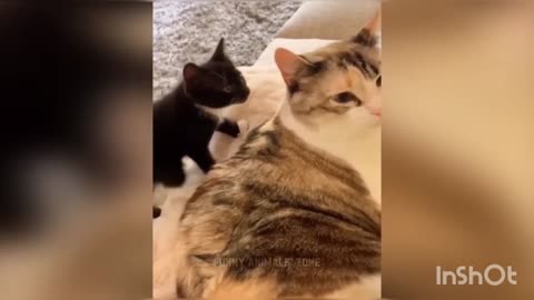 Funniest Animals