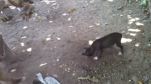 Monkey vs Dog