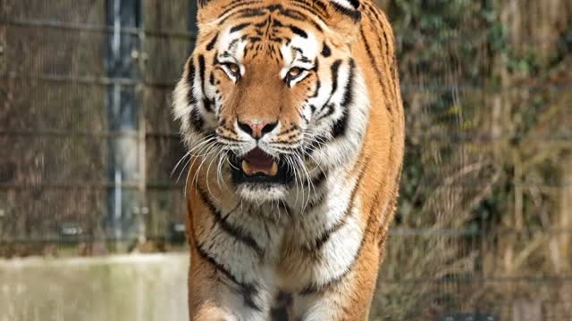 Tiger 4k Ultra HD Close up short