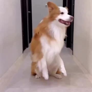 a model dog is on the blog #dogtraining