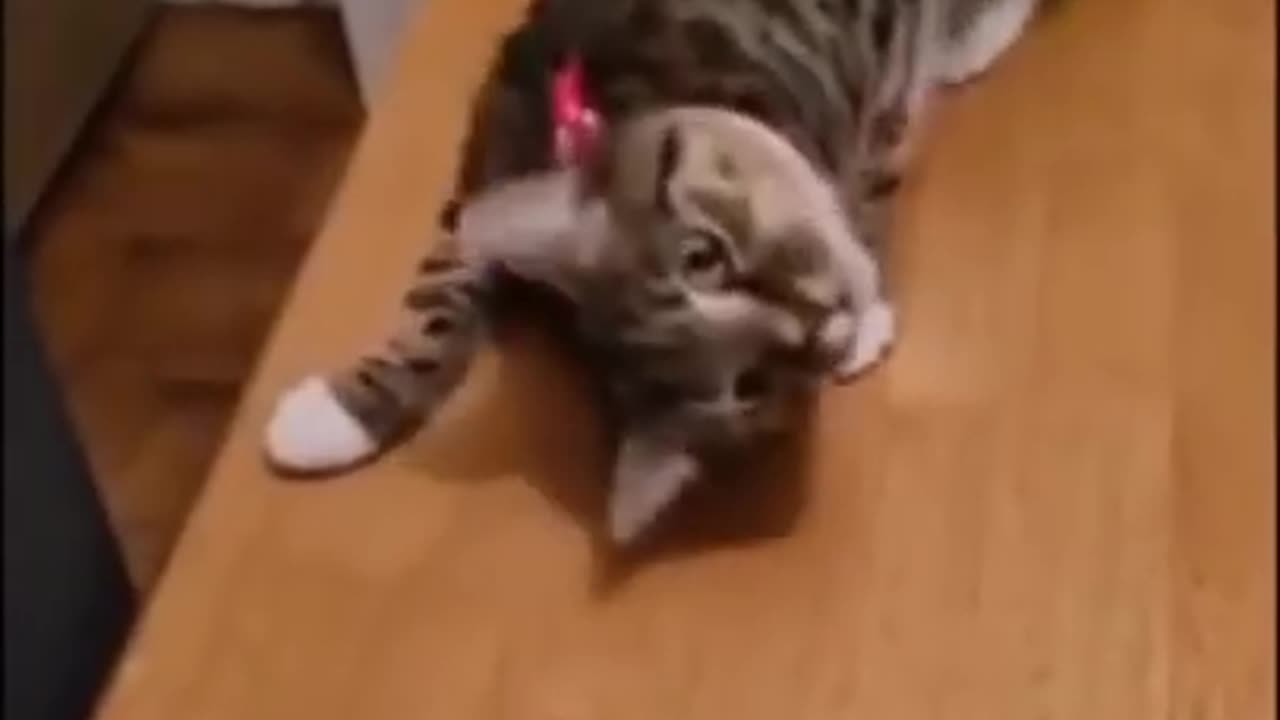 Try Not to Laugh #Funny animals #shorts