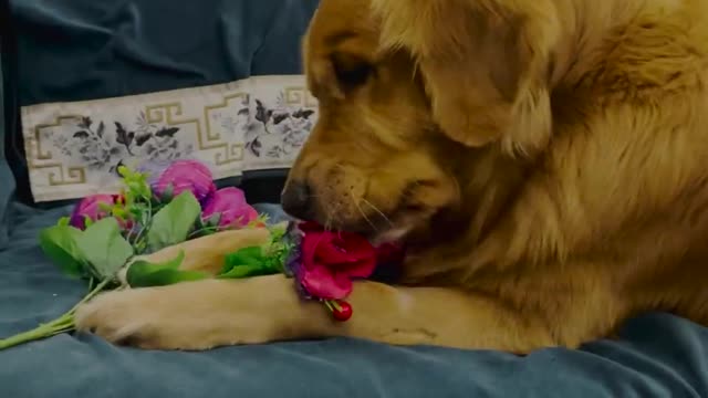 Is that what dogs do when their owners sleep at night?