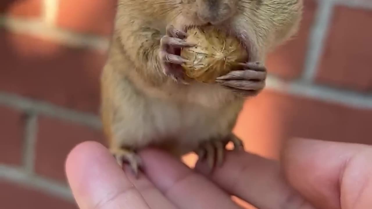 Cute Rat food || Rat smart