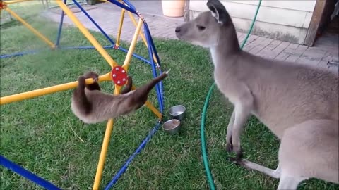 Baby Sloths Being 🦥 ❤️