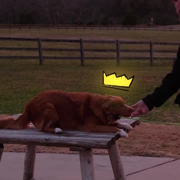 The BEST Age to Start Training Your Dog