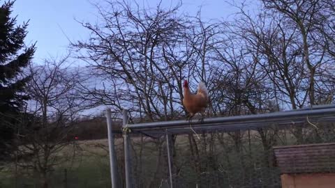 Chickens Flying In The Yard