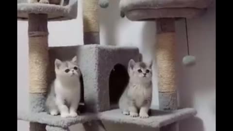 Cute cats moments…❤️❤️