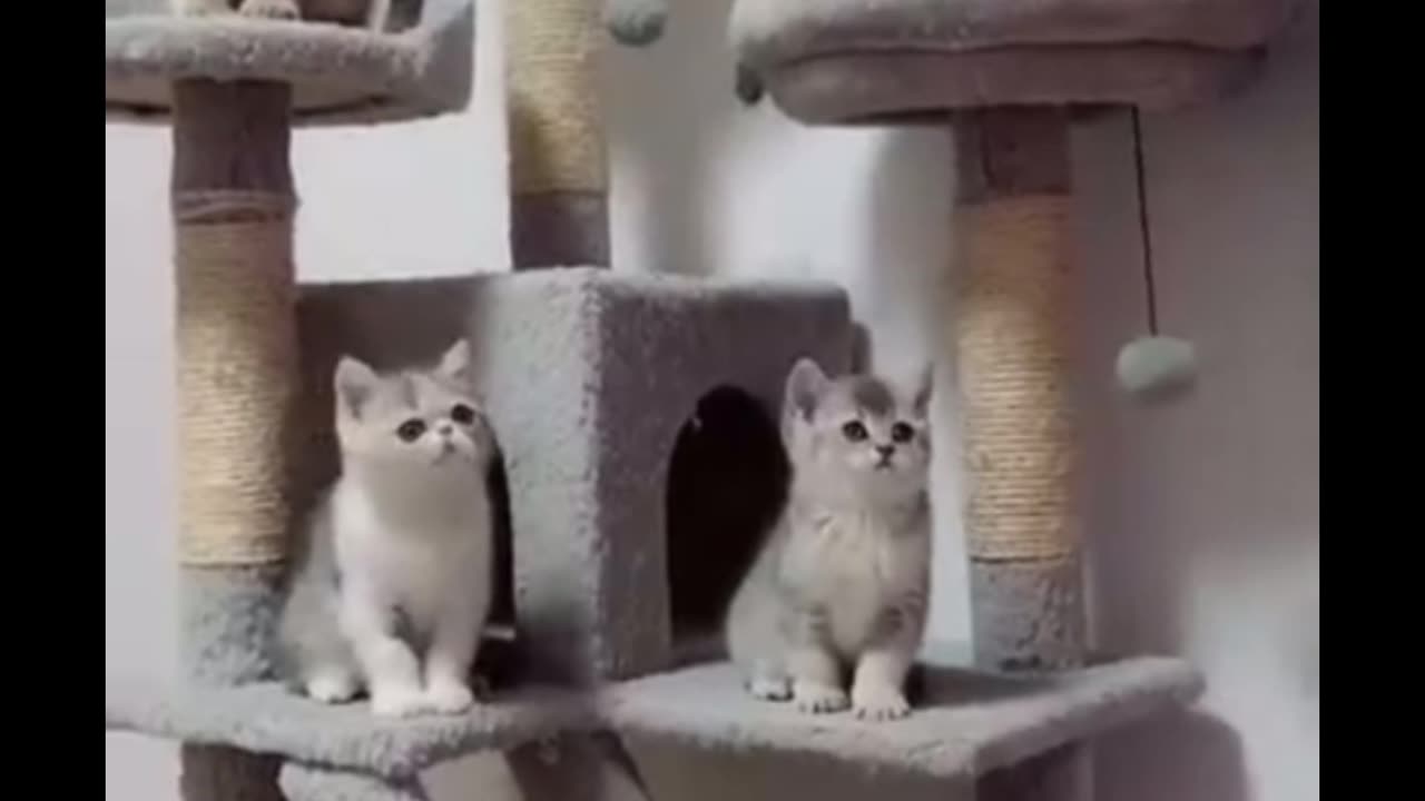 Cute cats moments…❤️❤️