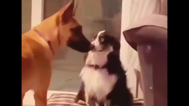 Try not to laugh animals Funniest Cats And Dogs Videos