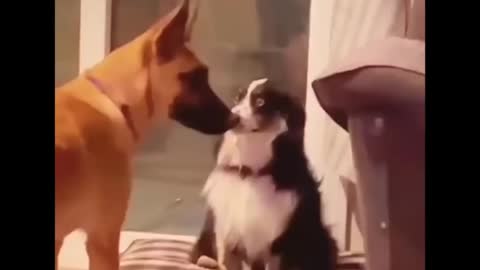 Try not to laugh animals Funniest Cats And Dogs Videos