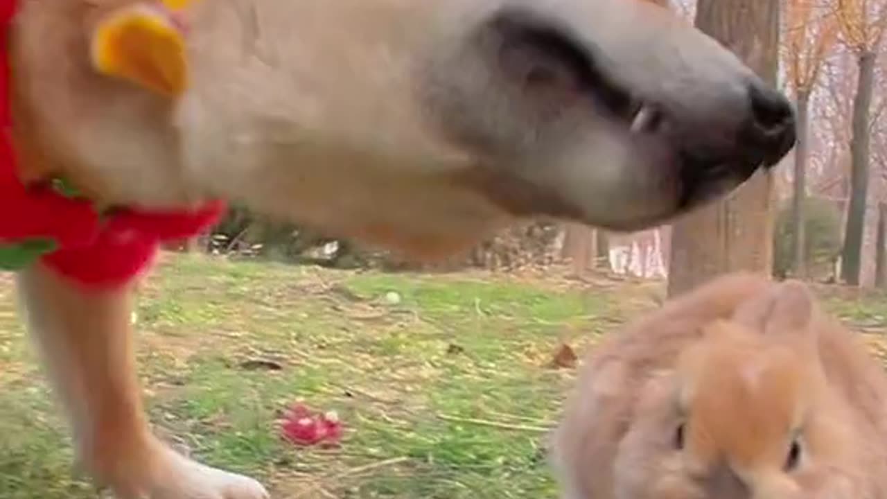 rangbiranga dog enjoying with bunny