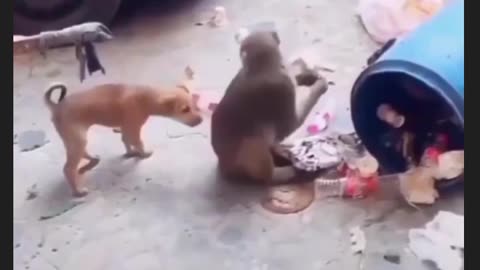 Monkey fighting with dog