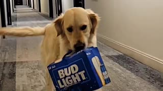 Good Dog Carries Case of Bud Light