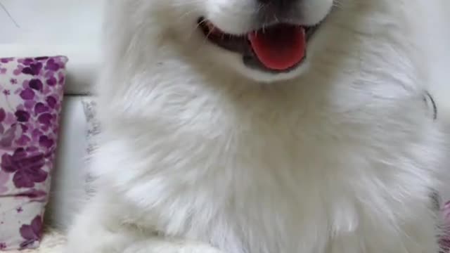 Lovely white puppy