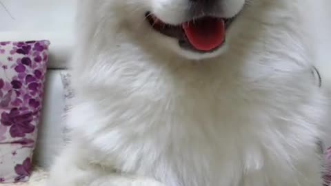 Lovely white puppy