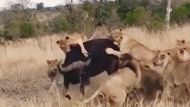 Lion's Trying To Take Down Buffalo.