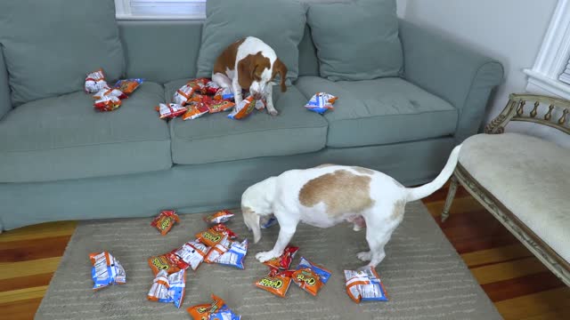 Dogs vs Giant Cheetos Bag Prank! Funny Dogs Maymo, Potpie & Penny Battle Cheetos!