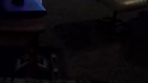 Lucy chasing the red dot