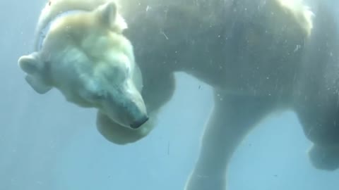 Polar bear aids scientists in research