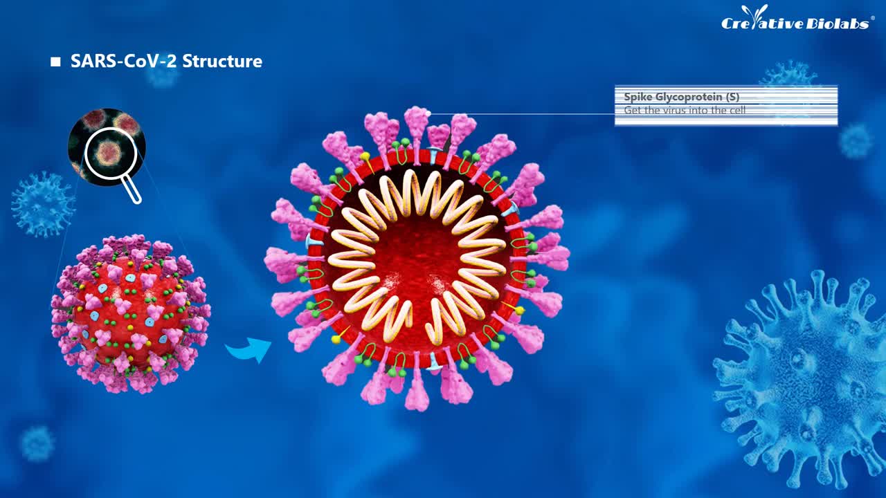 Novel Coronavirus SARS-CoV-2 (1-1)