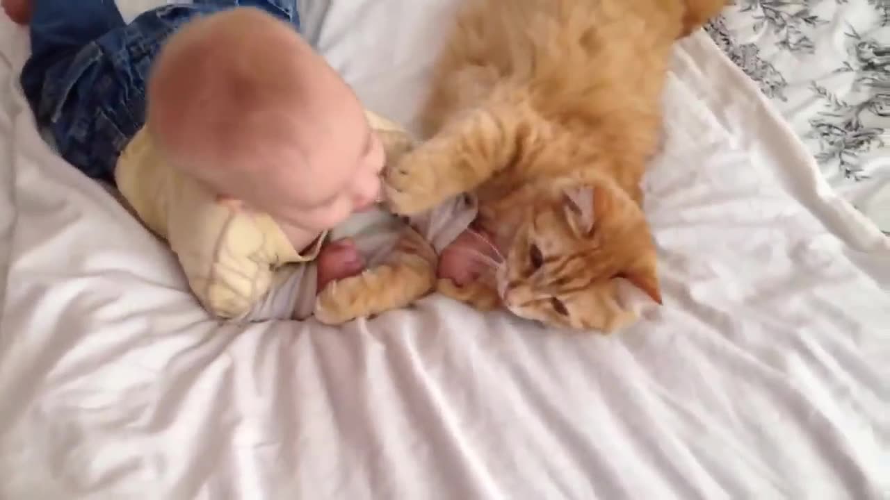 CAT VS BABY 01