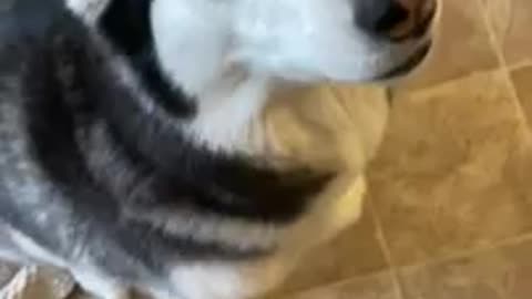 Shepsky dog always smiles when pet