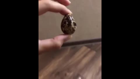 домашняя лиса фенек.mp4