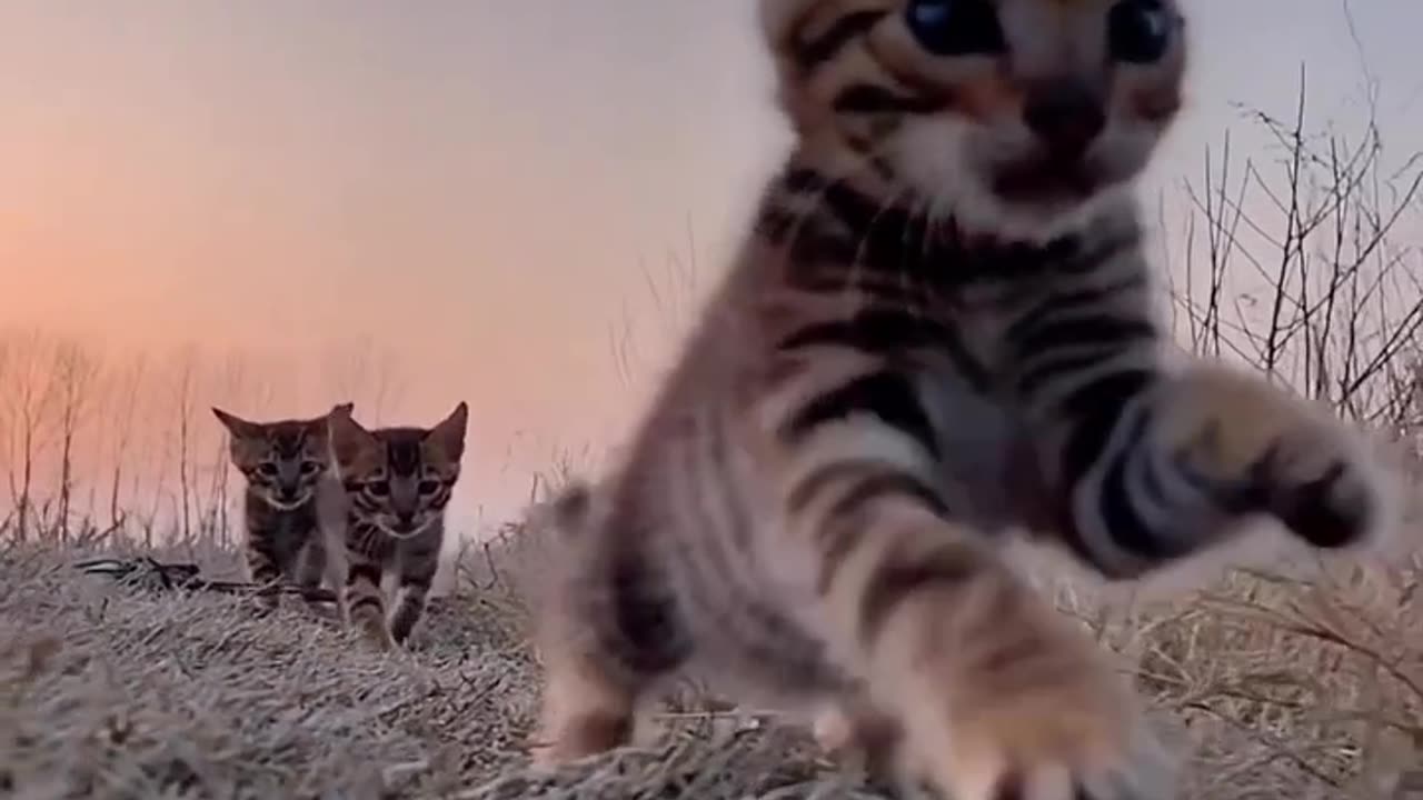Viral funny cat part 2 2023
